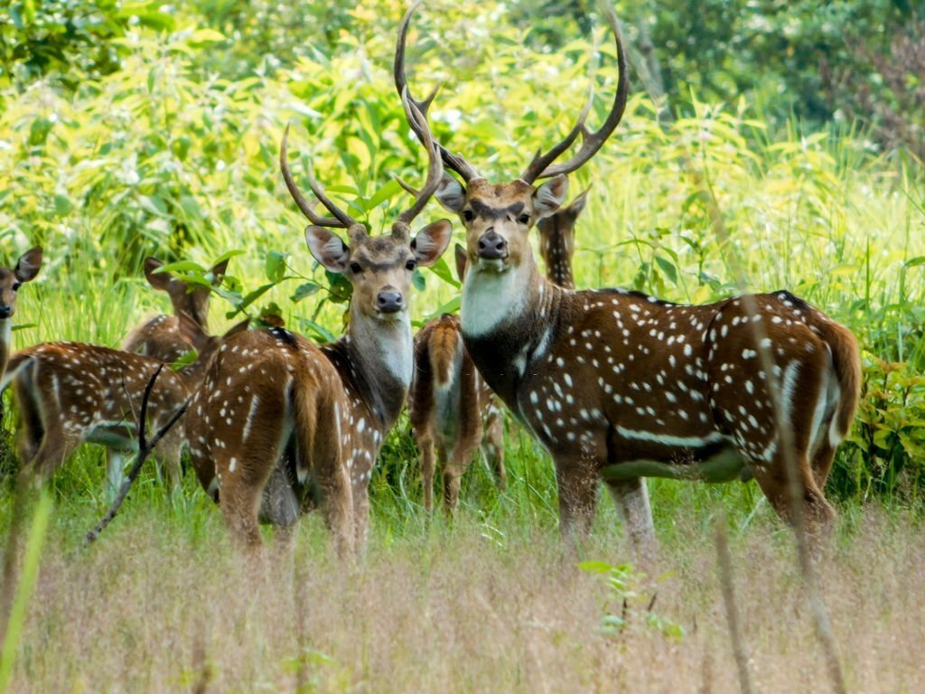 Spotted spotted deer in Chitwan National Park, Nepal